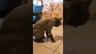 котик  британец