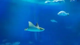 Приморский океанариум