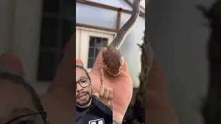 Cobras comem ovos? #bioaldemir #selvagem