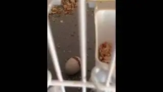 Pet bird hatching in cage!