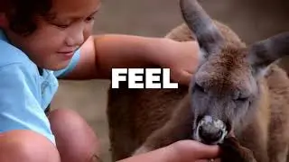 Oakvale Wildlife Park - Summer 15sec TVC