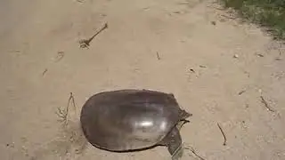 TARTARUGA SUPER RÁPIDA