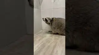 Where does Tema the raccoon go to the toilet?