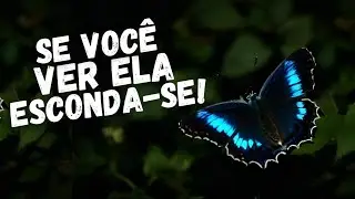 9 CURIOSIDADES SURPREENDENTES SOBRE OS INSETOS