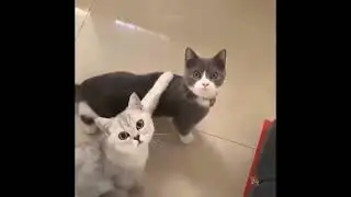 Funniest Animals   Best Of The 2021 Funny Animal Videos