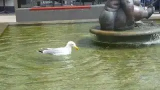 Gull, seagull