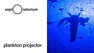 Plankton Projector - Science Snack Activity