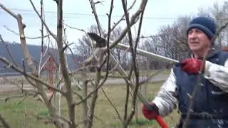 Soluție atipică pentru un măr deformat