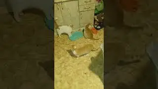 Меховое трио чего-то ждëт.)
