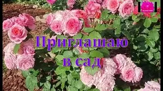 Цветение роз с названиями сортов