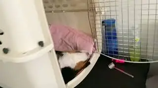 Bernese Mountain Dog Puppys First Night Inside Crate