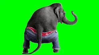 Elephant Funny dance | Free Green Screen Footage