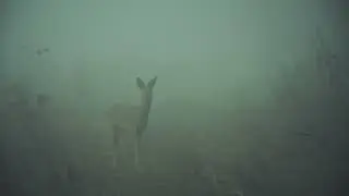 Косули в тумане
