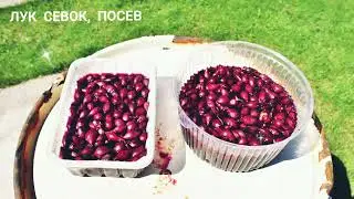 ПОСЕВ ЛУКА СЕВКА ВЕСНОЙ В ОТКРЫТЫЙ ГРУНТ. СРОКИ ПОСЕВА В ГРЯДКИ. ЗАМАЧИВАНИЕ ПЕРЕД ПОСЕВОМ. Огород