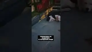 Тренировка на выдержку щенков американский бульдог и кане корсо / собачий колдун
