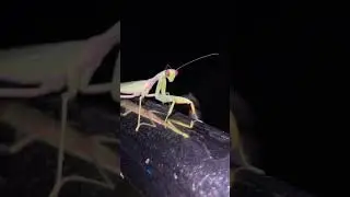 Самка богомола! Говорят она убила всех кто ее любил! 