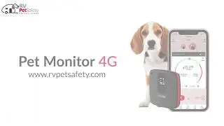 Hit the road with your pet | RV PetSafety