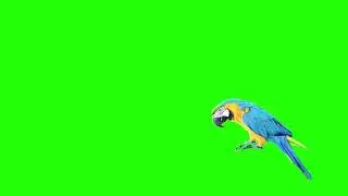 parrot green screen animation