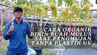Organic Herb, Smooth Grapes Even Without Shade in the Rainy Season.
