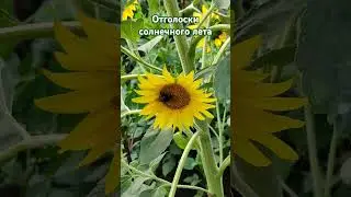 Отголоски солнечного лета! Подсолнух любят всё!