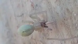 Cheiracanthium eat ant
