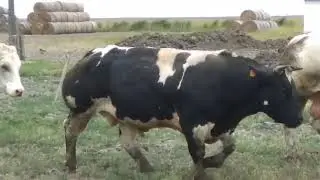 K KB