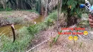 mancing ikan gabus sekedar hobbi
