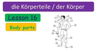 Learn German | German Vocabulary | die Körperteile | Body parts | der Körper | The body parts | A1