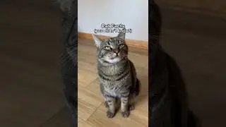 Do cat moms forget about their kittens?