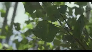 FREELENSING TEST 17