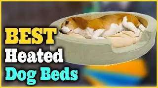 Best Heated Dog Beds [Top 5 Picks]