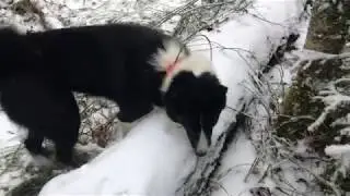 Бонд угнал лося