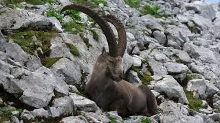 Bouquetin, retour du roi... (4K) (Ibex, the king's return)