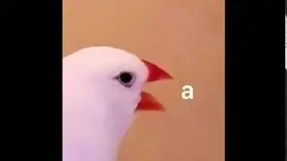 i dont know anymore please help me