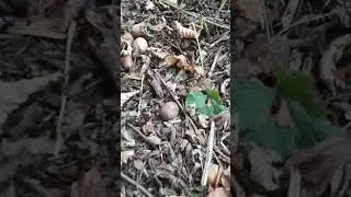 Как собирают орехи #орехи #фундук #сад
