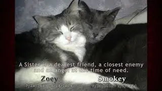 A Memorial to Smokey and Zoey
