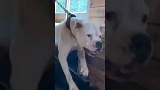 Canine Workout