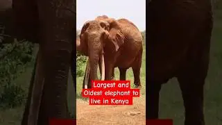 Largest and Oldest elephant to live in Kenya Dida #top #kenya #elephant
