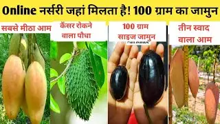 Best Mango Plant In India || अनोखे पौधों की ऑनलाइन नर्सरी | Home garden