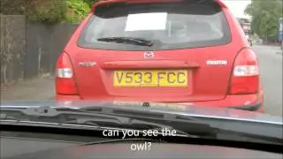 can you see the owl?