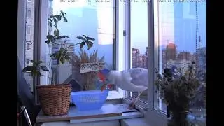 Однажды вечером...