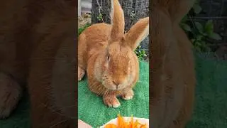 My Favorite Red Rabbit🐇He Is So Beautiful 😍#bunny #rabbit #cute #shorts #redbunny #bunnybaby #funny