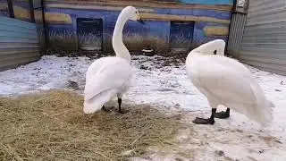 Прогулки по зоосаду. Малый (тундровый) лебедь