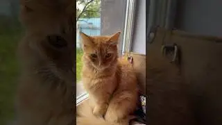 Вот что с ним делать?😡 #смешныеживотные #немецкаяовчарка #топ #приколысживотными #рыжийкот