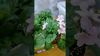 Ампельные фиалки трейлеры.