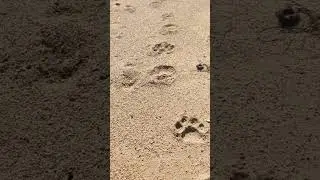 в Приморском крае на пляже живут тигры! ведь большая часть территорий края отдана им