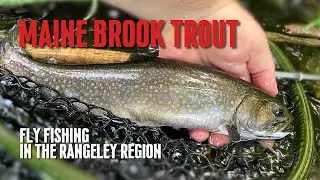 Maine Brook Trout: Fly Fishing in the Rangeley Region