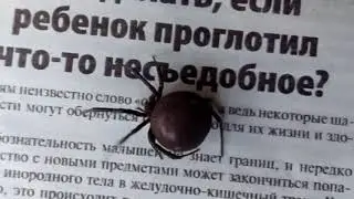 Огромный паук