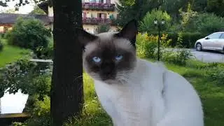 Выходные в Баварии с сиамским котом / Waging am See