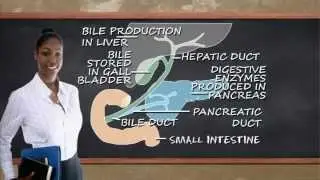 New GCSE BBC Bitesize - Digestion